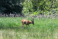 Sarna europejska - Capreolus capreolus - Roe deer