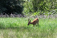 Sarna europejska - Capreolus capreolus - Roe deer