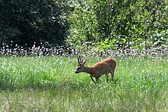 Sarna europejska - Capreolus capreolus - Roe deer