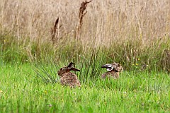 Zajc szarak - Lepus europaeus - European Hare