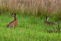 Zajc szarak - Lepus europaeus - European Hare