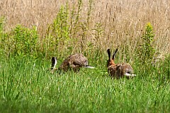 Zajc szarak - Lepus europaeus - European Hare