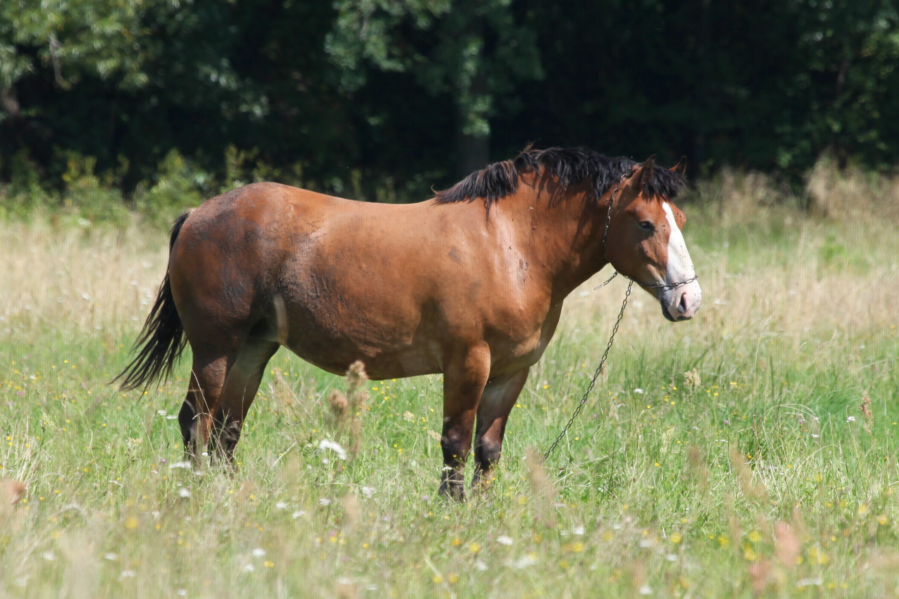 Ko domowy - (Equus caballus L.) - Horse domesticated