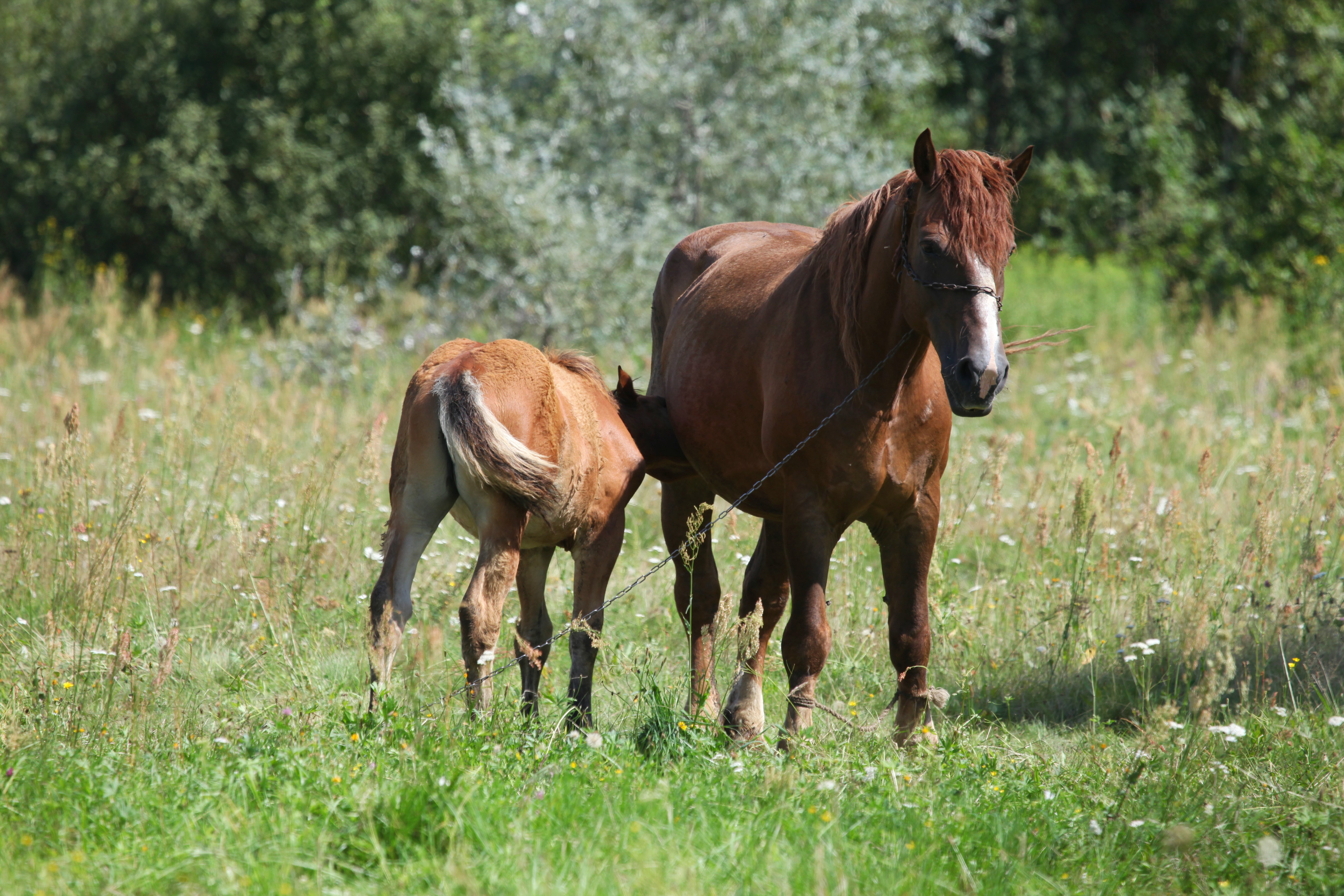 Ko domowy - (Equus caballus L.) - Horse domesticated