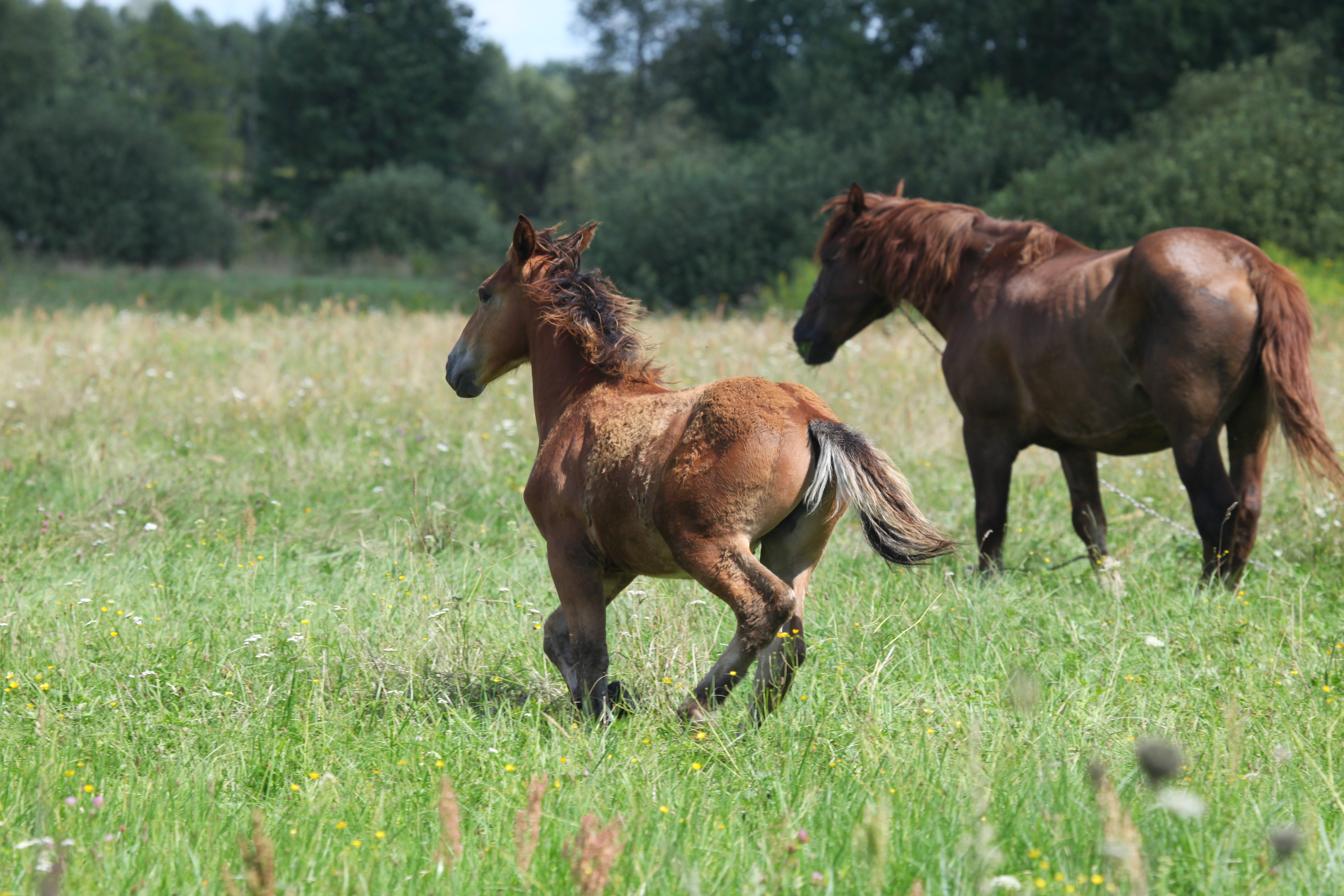 Ko domowy - (Equus caballus L.) - Horse domesticated