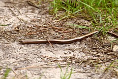 Padalec zwyczajny - (Anguis fragilis) - Slow worm