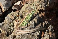 Jaszczurka zwinka - (Lacerta agilis) - Sand Lizard