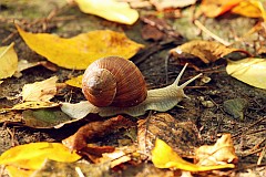 limak winniczek - (Helix pomatia) - Burgundy snail