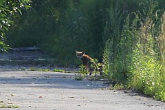 Lis rudy - Vulpes vulpes - Red fox