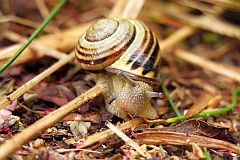 limak winniczek - (Helix pomatia) - Burgundy snail