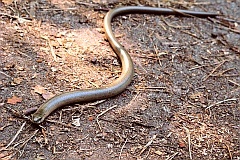 Padalec zwyczajny - (Anguis fragilis) - Slow worm