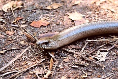 Padalec zwyczajny - (Anguis fragilis) - Slow worm