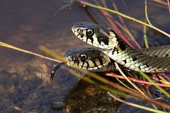 Zaskroniec zwyczajny - (Natrix natrix) - Grass Snake