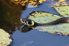 Zaskroniec zwyczajny - (Natrix natrix) - Grass Snake