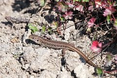 Jaszczurka zwinka - (Lacerta agilis) - Sand Lizard