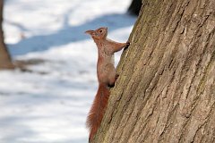 Wiewirka pospolita (ruda) - (Sciurus vulgaris) - Red squirrel