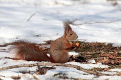 Wiewirka pospolita (ruda) - (Sciurus vulgaris) - Red squirrel