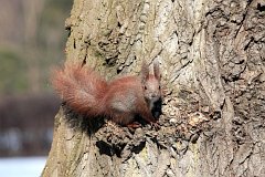 Wiewirka pospolita (ruda) - (Sciurus vulgaris) - Red squirrel