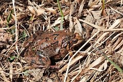 aba moczarowa - (Rana arvalis) - Moor Frog