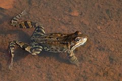 aba moczarowa - (Rana arvalis) - Moor Frog