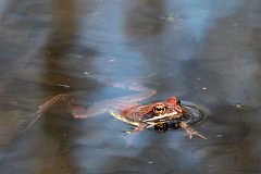 aba moczarowa - (Rana arvalis) - Moor Frog