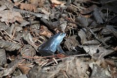 aba moczarowa - (Rana arvalis) - Moor Frog