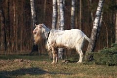 Koza - Capra - Goat