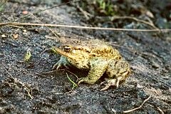 Ropucha szara - Bufo bufo - European toad