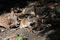 Mysz polna - (Apodemus agrarius) - Striped Field Mouse