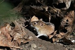 Mysz polna - (Apodemus agrarius) - Striped Field Mouse