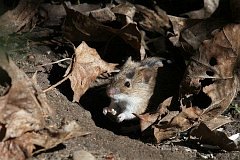 Mysz polna - (Apodemus agrarius) - Striped Field Mouse