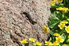 Jaszczurka zwinka - (Lacerta agilis) - Sand Lizard