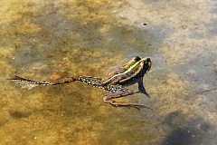 aba wodna - (Pelophylax kl. esculentus) - Edible Frog