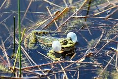 aba wodna - (Pelophylax kl. esculentus) - Edible Frog