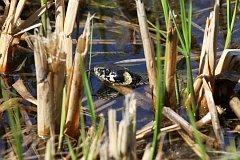 Zaskroniec zwyczajny - (Natrix natrix) - Grass Snake