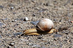 limak winniczek - (Helix pomatia) - Burgundy snail