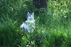 Kot domowy - Felis silvestris catus - Domestic cat