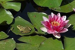 aba wodna - (Pelophylax kl. esculentus) - Edible Frog