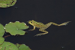 aba wodna - (Pelophylax kl. esculentus) - Edible Frog