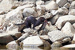 Wydra europejska - Lutra lutra - European Otter