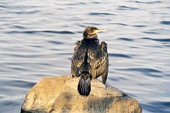 Kormoran zwyczajny - (Phalacrocorax carbo sinensis) - Great Black Cormorant