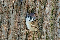 Wrbel mazurek - (Passer montanus) - Eurasian Tree Sparrow