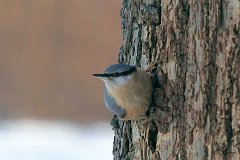 Kowalik zwyczajny - (Sitta europaea) - Eurasian Nuthatch