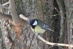 Sikora bogatka - (Parus major major) - Great Tit