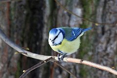 Sikora modra - (Cyanistes caeruleus syn. Parus caeruleus) - Blue Tit