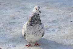 Gob domowy - (Columba livia forma domestica) - Fancy pigeon