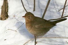 Kos - (Turdus merula) - Common Blackbird