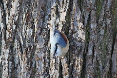 Kowalik zwyczajny - (Sitta europaea) - Eurasian Nuthatch