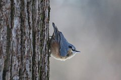 Kowalik zwyczajny - (Sitta europaea) - Eurasian Nuthatch