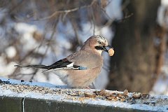 Sjka zwyczajna - (Garrulus glandarius) - Eurasian Jay